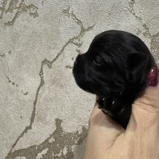 Изображение питомца