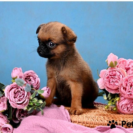 Изображение питомца