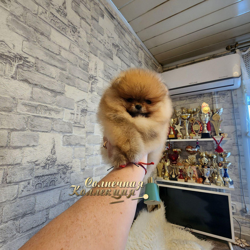 Изображение питомца