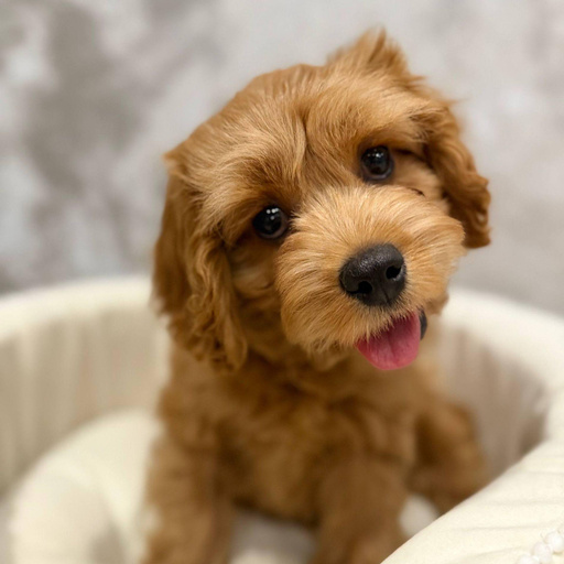 Изображение питомца