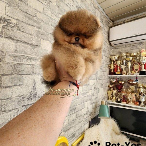 Изображение питомца