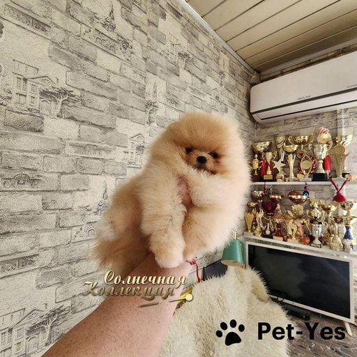 Изображение питомца