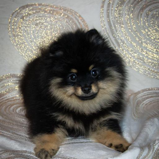 Изображение питомца