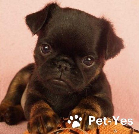 Изображение питомца