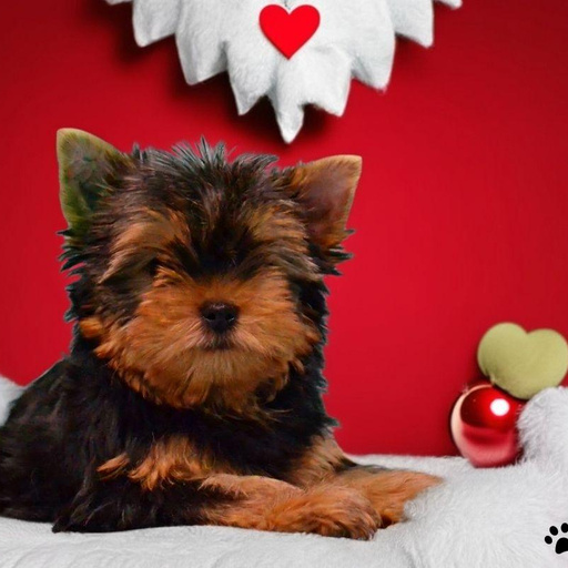 Изображение питомца