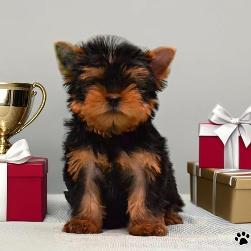 Изображение питомца