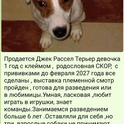 Изображение питомца