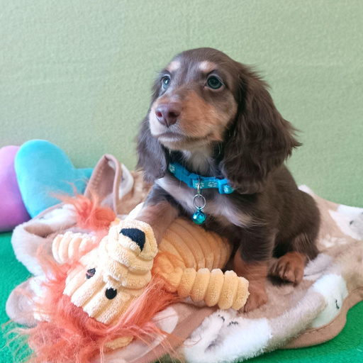 Изображение питомца