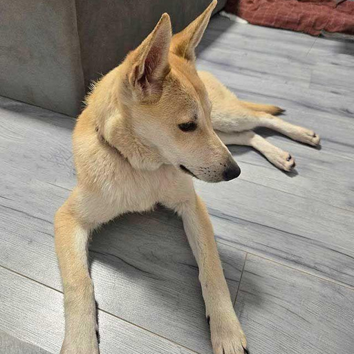 Изображение питомца