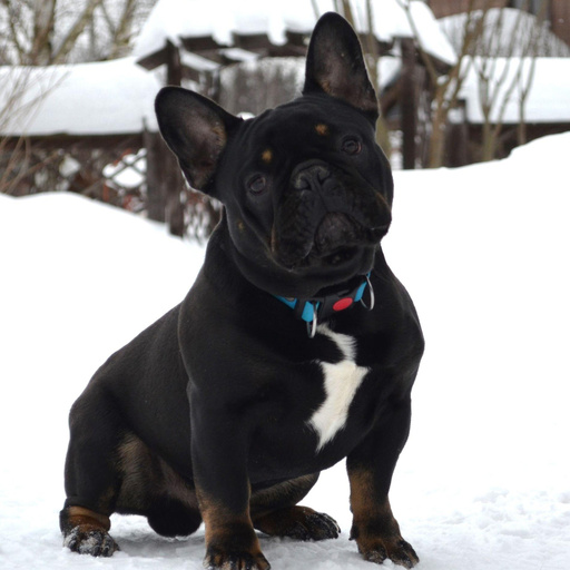 Изображение питомца