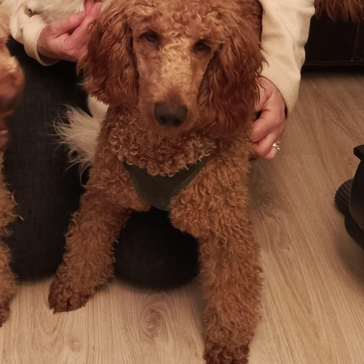 Изображение питомца