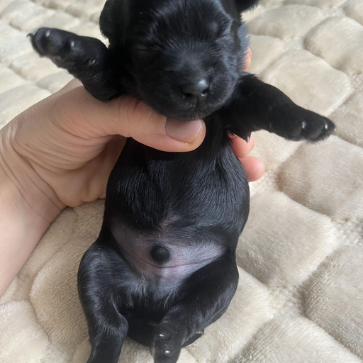 Изображение питомца