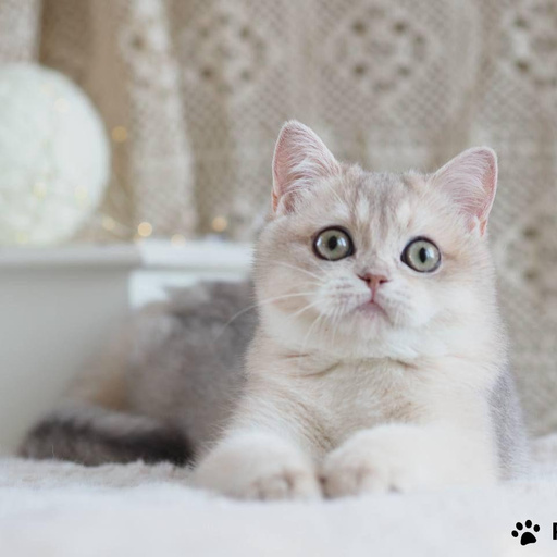 Изображение питомца