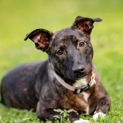 Изображение питомца