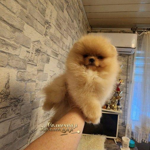 Изображение питомца