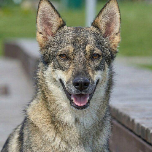 Изображение питомца