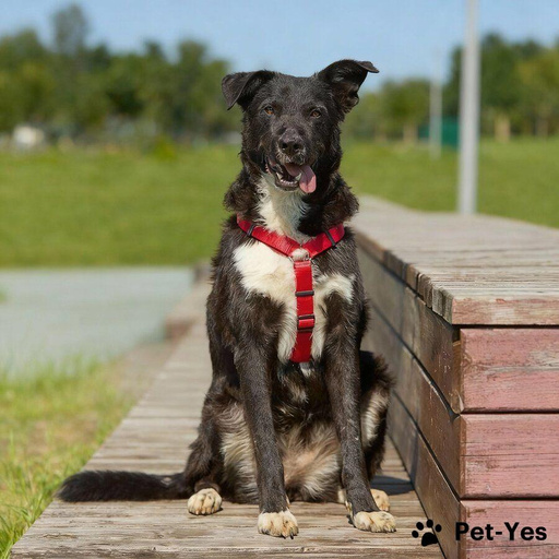 Изображение питомца