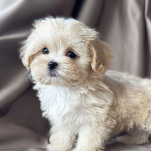 Изображение питомца