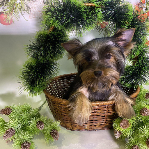 Изображение питомца