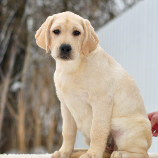 Изображение питомца