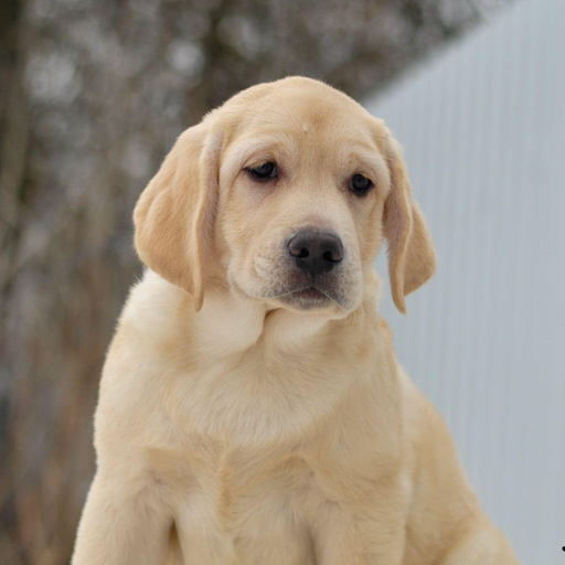 Изображение питомца