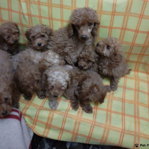 Изображение питомца