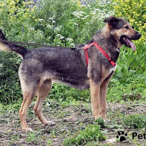 Изображение питомца