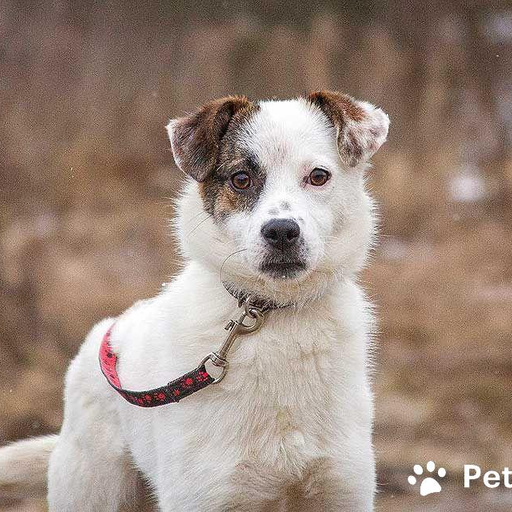 Изображение питомца