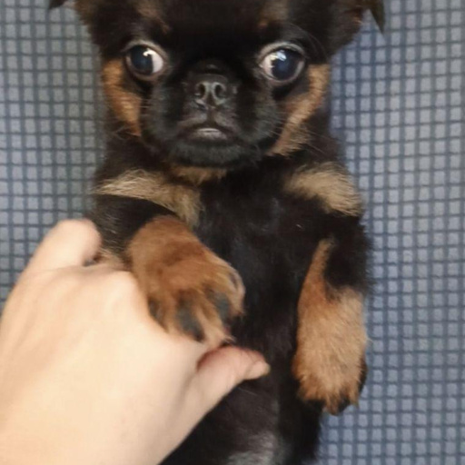 Изображение питомца