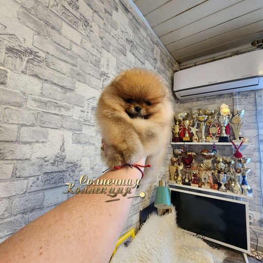 Изображение питомца