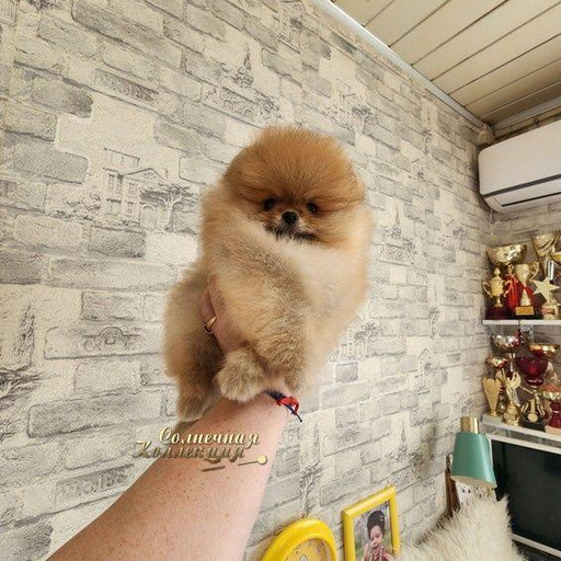 Изображение питомца