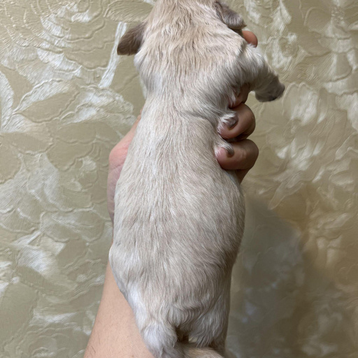 Изображение питомца