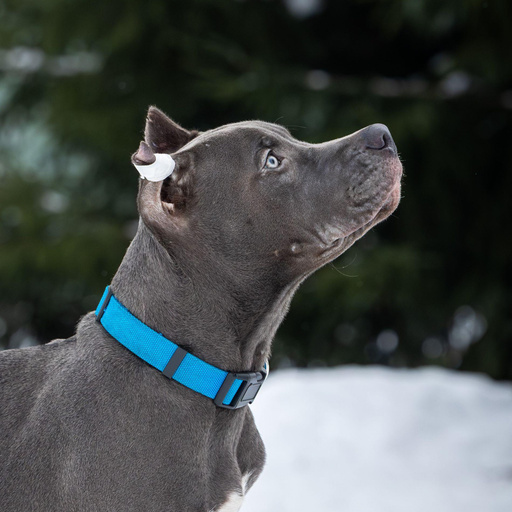 Изображение питомца