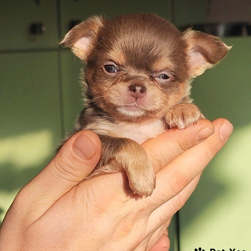 Изображение питомца