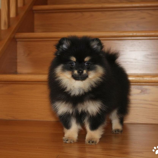 Изображение питомца