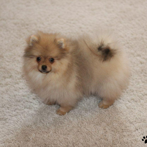 Изображение питомца