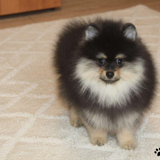 Изображение питомца