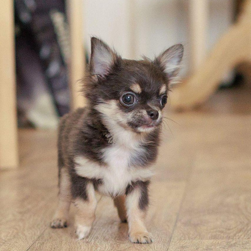 Изображение питомца