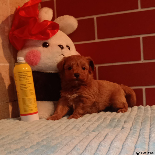 Изображение питомца