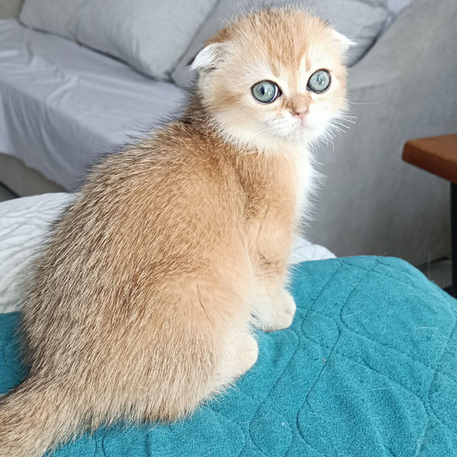 Изображение питомца