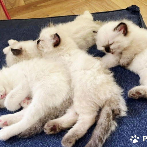 Изображение питомца