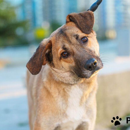 Изображение питомца