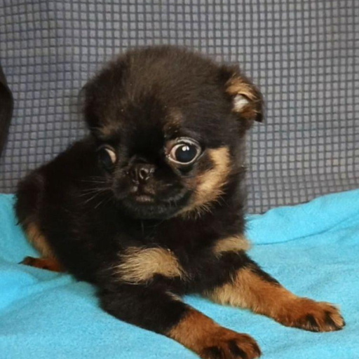 Изображение питомца