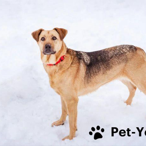 Изображение питомца