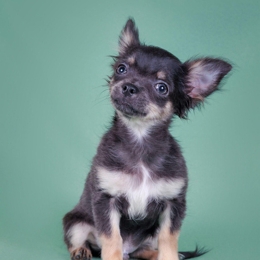 Изображение питомца