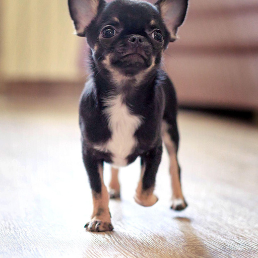 Изображение питомца