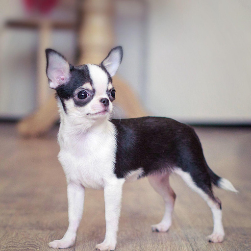 Изображение питомца