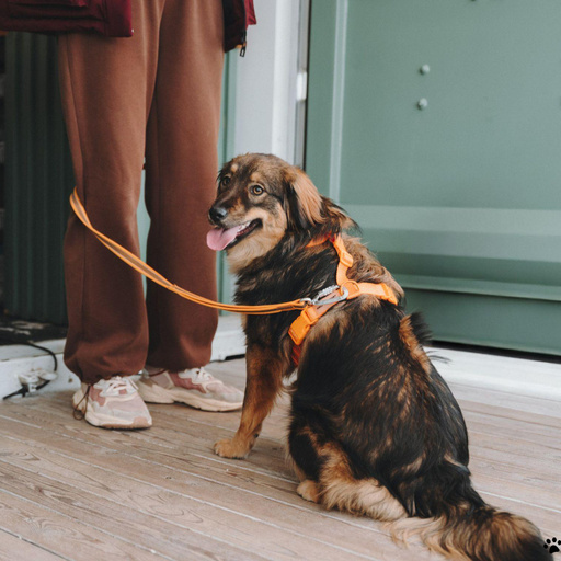 Изображение питомца