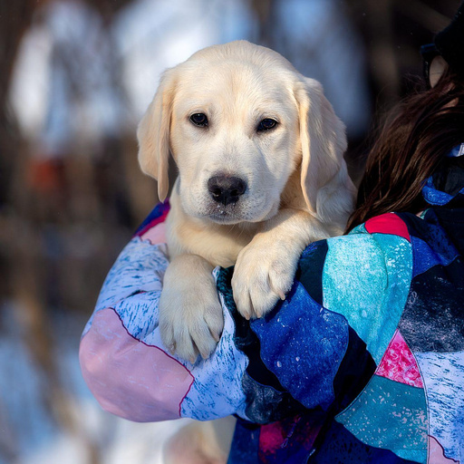 Изображение питомца