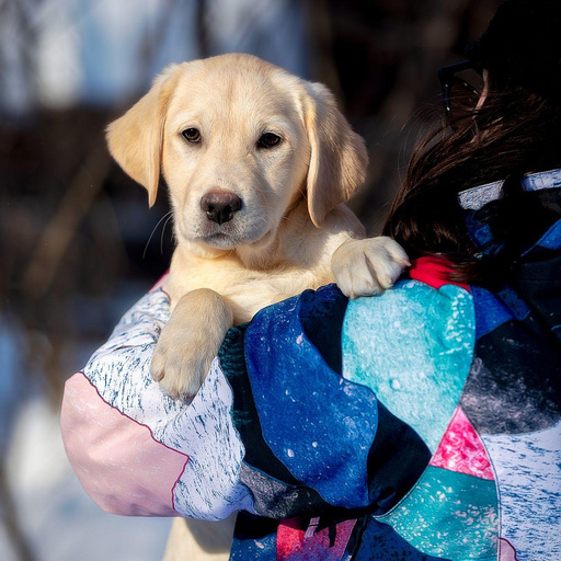 Изображение питомца